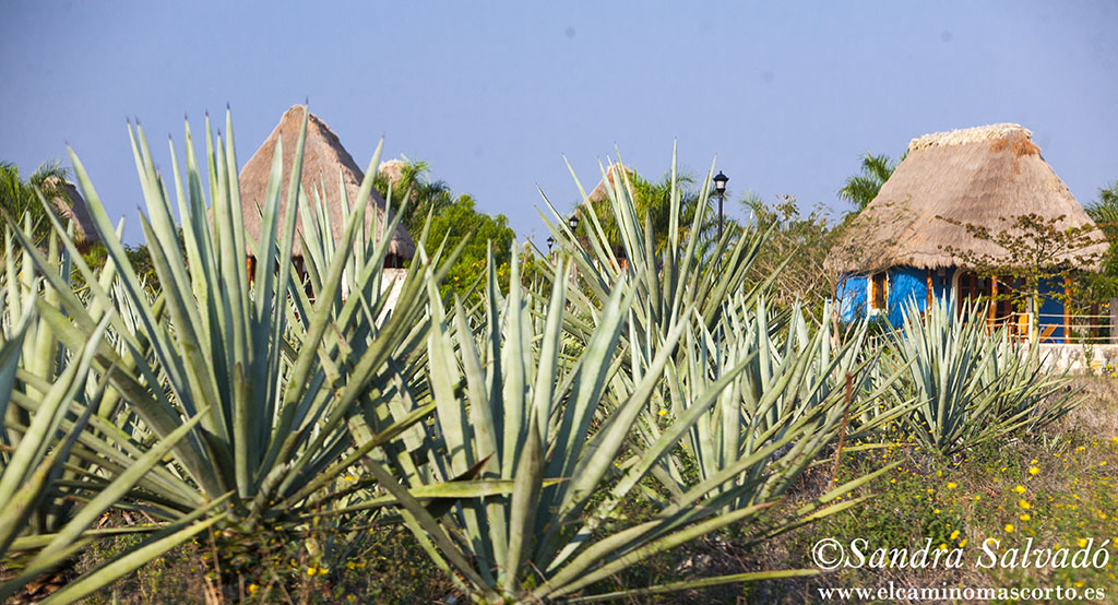 Hacienda Sotuta de Peon, Tecoh, Yucatan, Mexico.